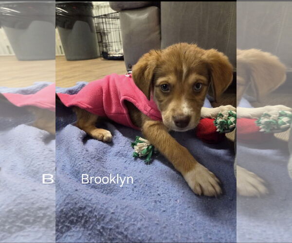 Medium Photo #3 Mutt Puppy For Sale in Ball Ground, GA, USA