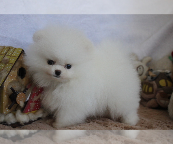 Medium Photo #5 Pomeranian Puppy For Sale in SAN FRANCISCO, CA, USA