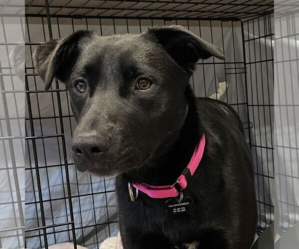 Medium Photo #7 Pointer-Unknown Mix Puppy For Sale in Fargo, ND, USA