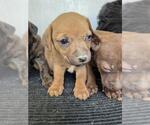 Small Dachshund Mix