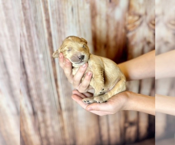 Medium Photo #36 Goldendoodle (Miniature) Puppy For Sale in HALTOM CITY, TX, USA