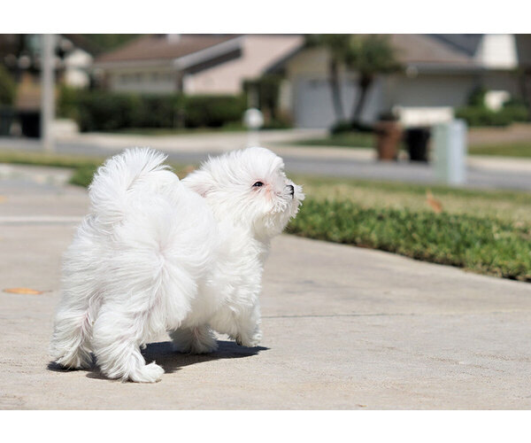 Medium Photo #9 Maltese Puppy For Sale in FULLERTON, CA, USA