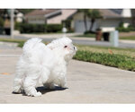 Small Photo #9 Maltese Puppy For Sale in FULLERTON, CA, USA