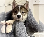 Small #18 Pomsky-Shiba Inu Mix