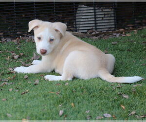 Huskies -Unknown Mix Dogs for adoption in San Diego, CA, USA