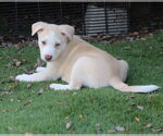 Small Huskies  Mix