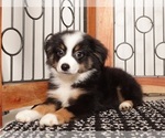 Puppy Leo Miniature American Shepherd