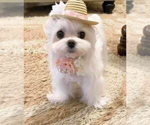 Maltese Puppy for Sale in CLERMONT, Florida USA
