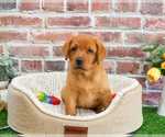 Small #1 Labrador Retriever