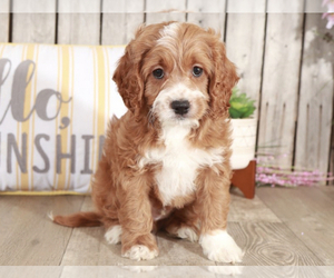Cock-A-Poo Puppy for sale in MOUNT VERNON, OH, USA