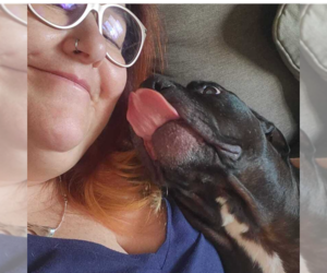 Chyna - - Female American Pit Bull Terrier-American Staffordshire Terrier Mix Dog for Adoption - Photo #4