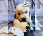 Small Photo #9 Golden Retriever Puppy For Sale in BOILING SPGS, SC, USA