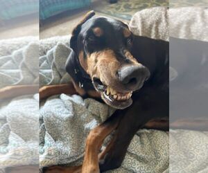 Doberman Pinscher Dogs for adoption in Buffalo, MN, USA