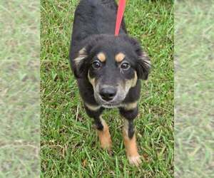 Trixie - Female German Shepherd Dog-Unknown Mix Dog for Adoption - Photo #3