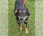 Small Photo #3 German Shepherd Dog-Unknown Mix Puppy For Sale in Brewster, NY, USA