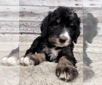 Small #17 Bernedoodle