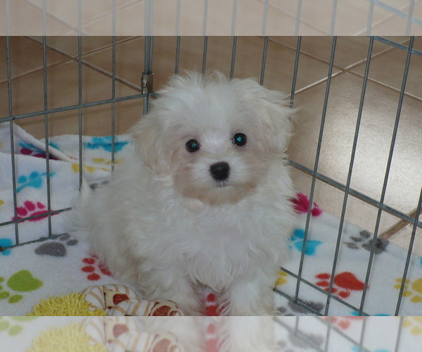 Medium Photo #3 Maltese Puppy For Sale in ORO VALLEY, AZ, USA