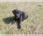 Small Photo #1 Labrador Retriever-Unknown Mix Puppy For Sale in RIPLEY, TN, USA