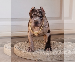 American Bully Puppy for sale in CHAMPAIGN, IL, USA