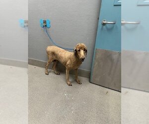 Labradoodle Dogs for adoption in Las Vegas, NV, USA