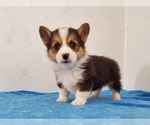 Small Photo #7 Pembroke Welsh Corgi Puppy For Sale in CLARK, MO, USA