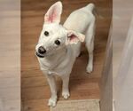 Small #7 Siberian Husky Mix