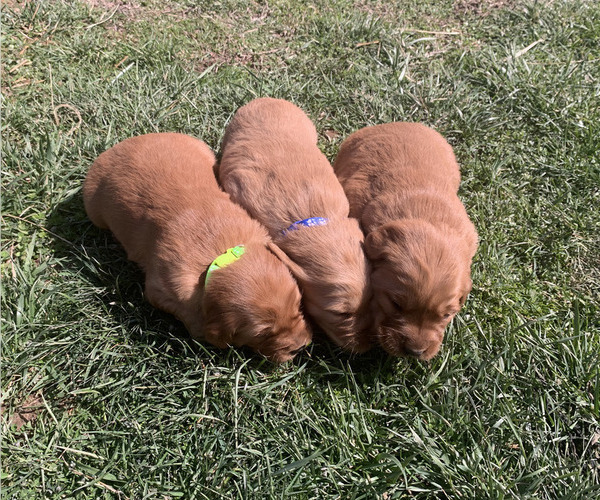 Medium Photo #23 Golden Retriever Puppy For Sale in CLEVER, MO, USA