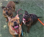 Small #1 Bulldog Mix