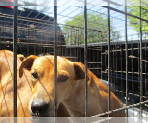 Labrador Retriever Dogs for adoption in Ocala, FL, USA