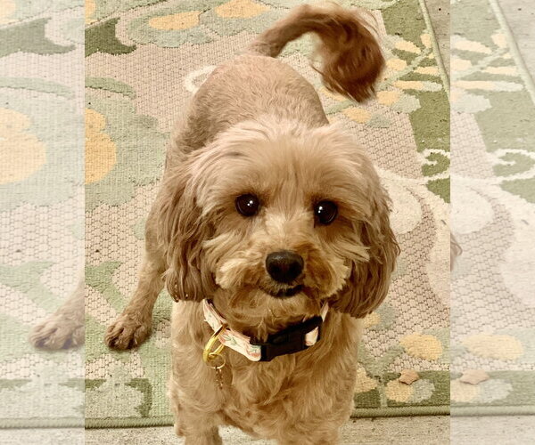 Medium Photo #2 Poodle (Miniature) Puppy For Sale in Santa Clarita, CA, USA