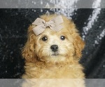 Puppy Juju AKC Poodle (Miniature)