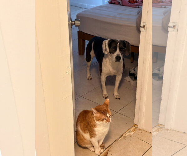 Medium Photo #3 Beagle-Unknown Mix Puppy For Sale in Westwood, NJ, USA