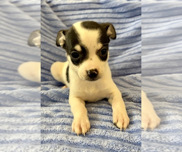 Medium Photo #2 Chihuahua Puppy For Sale in FAIR HAVEN, MI, USA