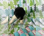 Small Photo #5 Great Pyrenees-Newfoundland Mix Puppy For Sale in HERTFORD, NC, USA