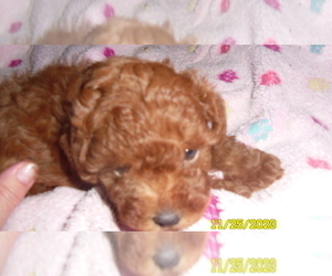 Poodle (Toy) Puppy for sale in DULUTH, GA, USA