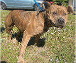 Small #11 Staffordshire Bull Terrier Mix