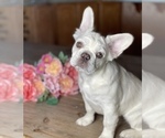 Small Photo #2 French Bulldog Puppy For Sale in CLOVIS, CA, USA