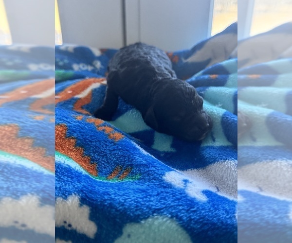 Medium Photo #8 Aussiedoodle-Bernedoodle Mix Puppy For Sale in BELTON, SC, USA