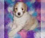 Small #1 Miniature Labradoodle