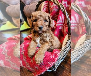Medium Goldendoodle mix (+ Poodle Miniature)