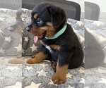 Small #7 Rottweiler