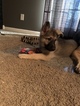 Small Photo #34 German Shepherd Dog Puppy For Sale in BARTLETTSVILLE, IN, USA