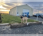 Small Photo #5 Mastiff Puppy For Sale in WARDEN, WA, USA