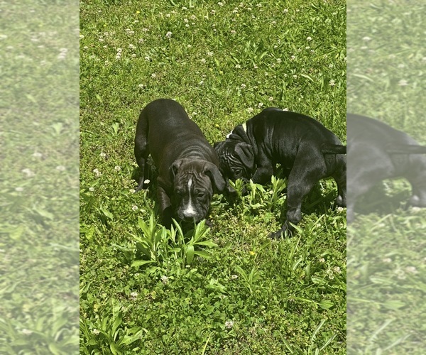 Medium Photo #3 Bullypit Puppy For Sale in BETHALTO, IL, USA