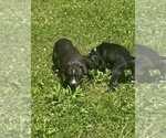Small #2 Bullypit