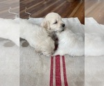 Small #8 Golden Retriever