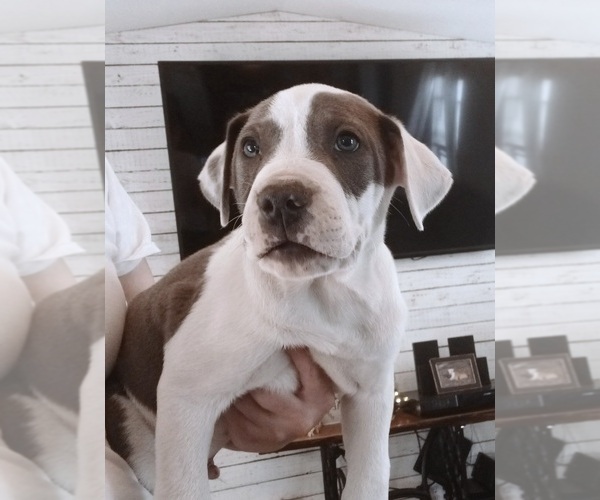 Medium Photo #1 American Pit Bull Terrier Puppy For Sale in FORT WORTH, TX, USA