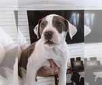 Small Photo #1 American Pit Bull Terrier Puppy For Sale in FORT WORTH, TX, USA