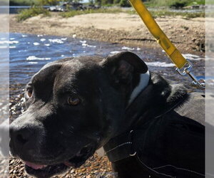 Mutt Dogs for adoption in Brighton, CO, USA