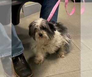 Maltese-Unknown Mix Dogs for adoption in Rancho Cucamonga, CA, USA